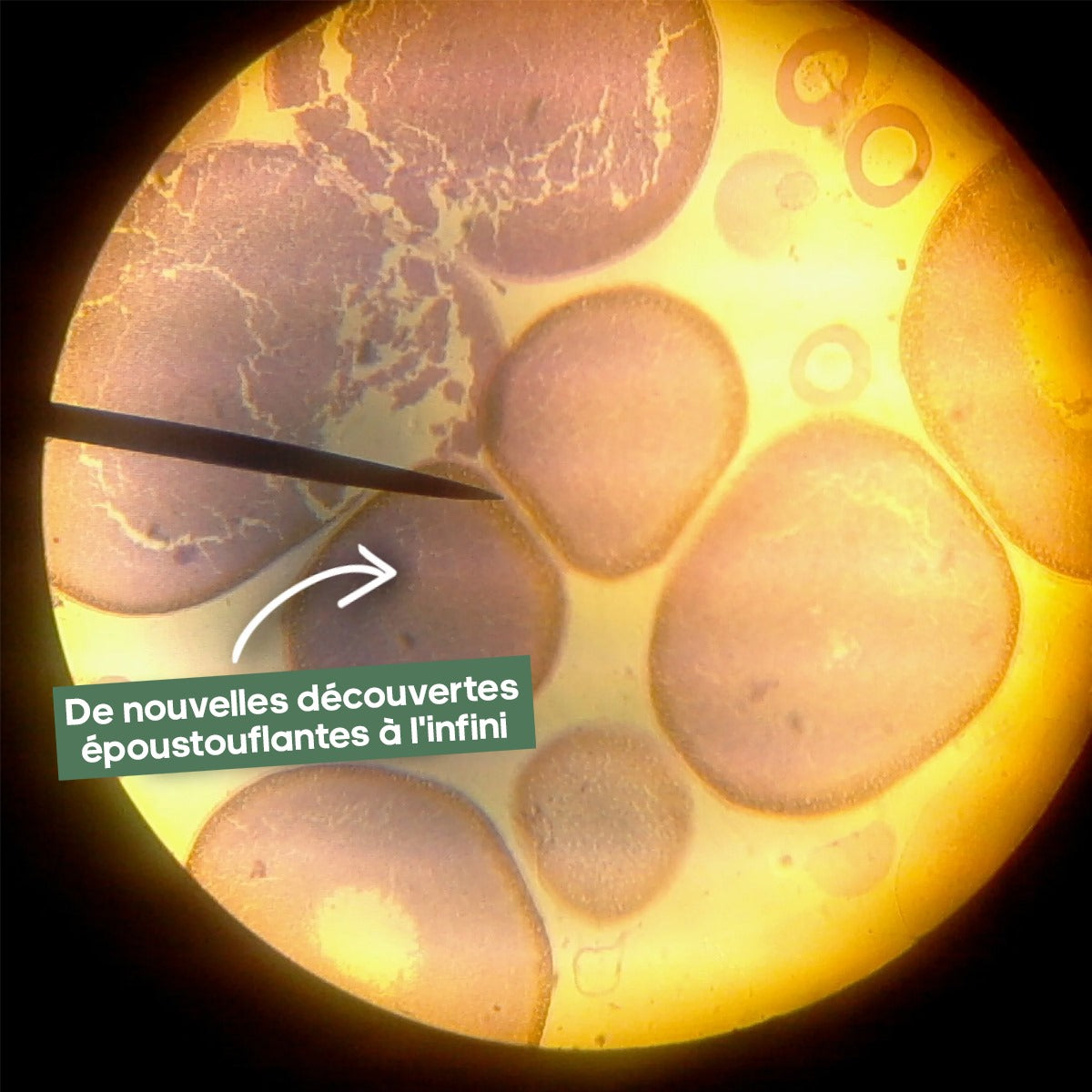 Le Minoscope