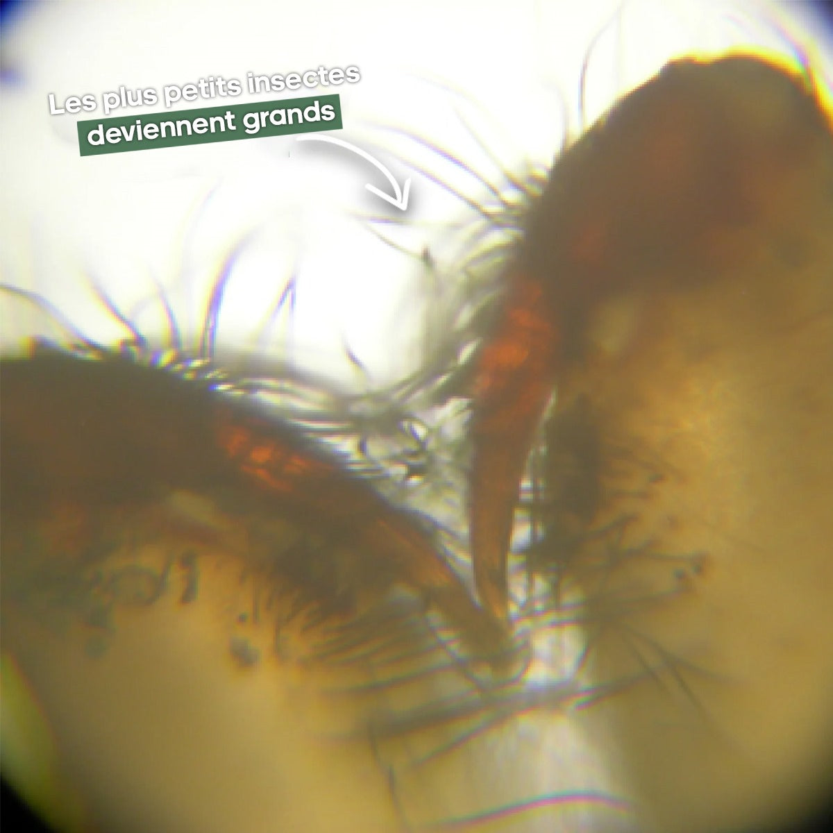 Le Minoscope